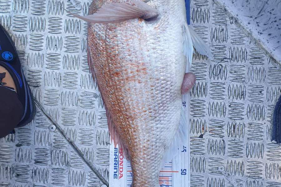 Rhyann McCoy caught this 62.0cm Snapper at Otaki during The Export NZ Fishing Competition