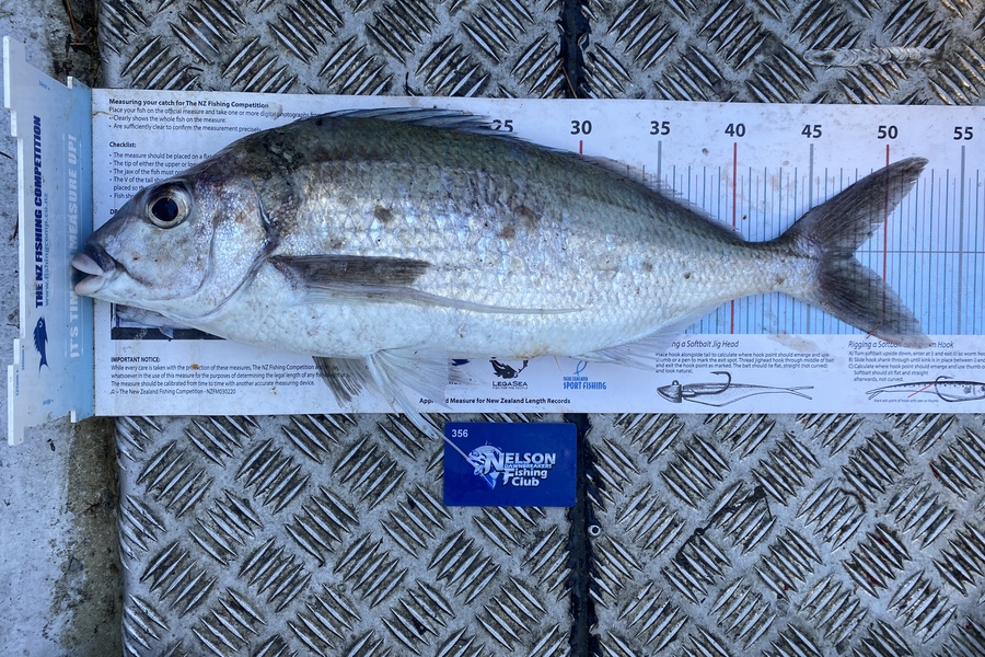 Karl Puklowski  caught this 47.5cm Tarakihi at Westhaven  during The Export NZ Fishing Competition