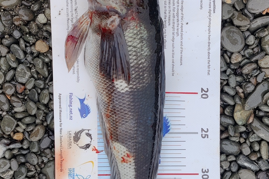 Shaun Coughlan caught this 40.0cm Blue Cod at Wellington during The Export NZ Fishing Competition