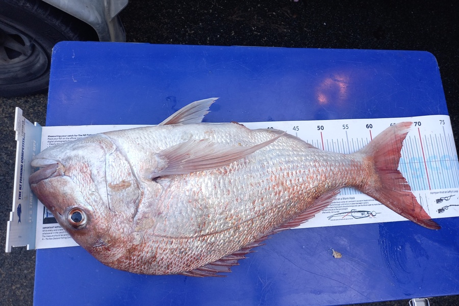 Bruce Hooper caught this 64.0cm Snapper at Waipu during The Export NZ Fishing Competition