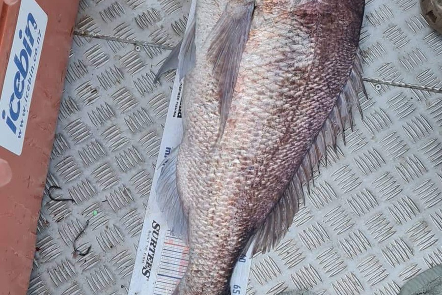 Matt Harrison caught this 76.0cm Snapper at Far north during The Export NZ Fishing Competition