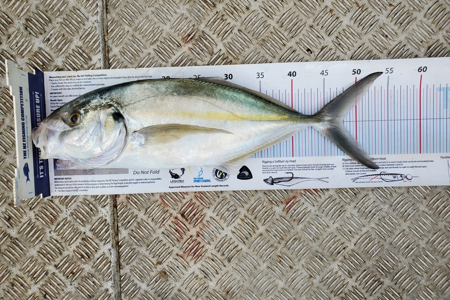 Darren Jones caught this 47.5cm Trevally at Motiti island  during The Export NZ Fishing Competition