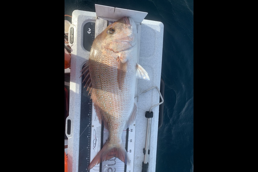 Ash Dann caught this 62.0cm Snapper at Hen n Chicks during The Export NZ Fishing Competition