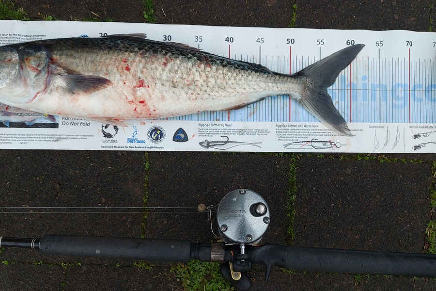 Brad Wilkie caught this 56.0cm Kahawai at Thames  during The Export NZ Fishing Competition