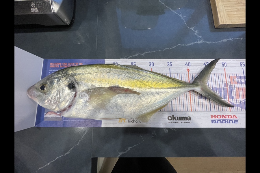 kunaal rajpal caught this 44.5cm Trevally at Papamoa during The Export NZ Fishing Competition