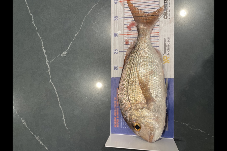 kunaal rajpal caught this 35.5cm Snapper at Papamoa during The Export NZ Fishing Competition