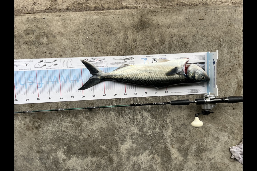 Diane Kearvell caught this 55.0cm Kahawai at Bay of Plenty during The Export NZ Fishing Competition