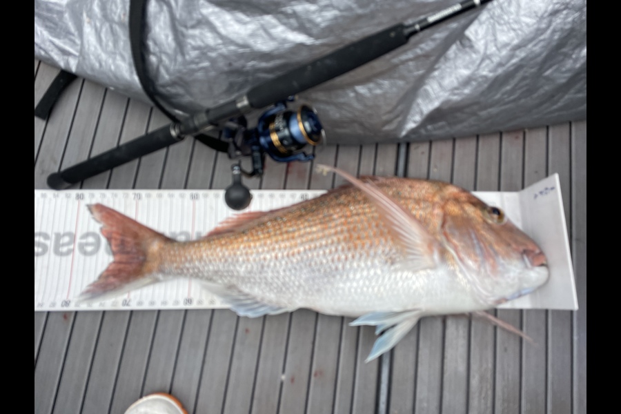 Johnny Kolk caught this 73.0cm Snapper at Waihau bay during The Export NZ Fishing Competition