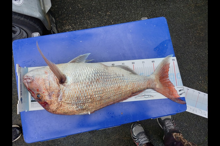 Bruce Hooper caught this 66.5cm Snapper at Waipu during The Export NZ Fishing Competition