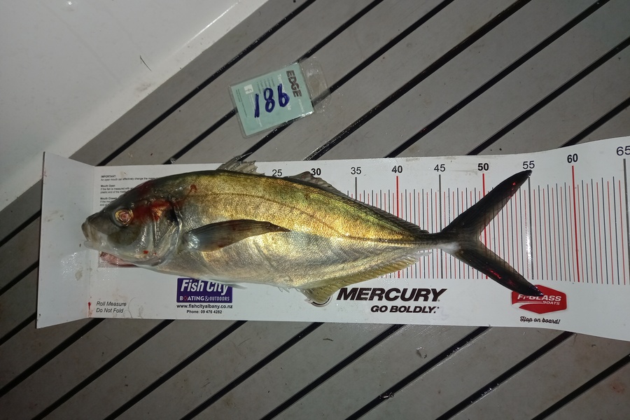 Andrew Wilson caught this 49.0cm Trevally at Mokes during The Export NZ Fishing Competition