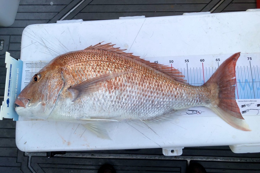 Andy Riley caught this 69.0cm Snapper at Durville Island during The Export NZ Fishing Competition