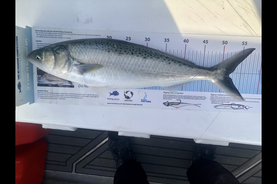 Andy Riley caught this 52.0cm Kahawai at Durville Island during The Export NZ Fishing Competition
