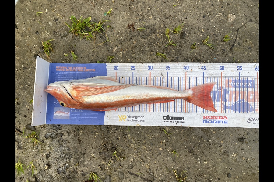 Kyle Hunt caught this 47.0cm Gurnard at Wanganui during The Export NZ Fishing Competition