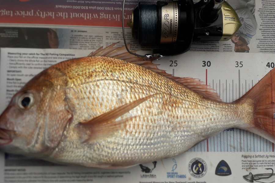 Dick Bavelaar caught this 40.0cm Snapper at Maraetai  during The Export NZ Fishing Competition