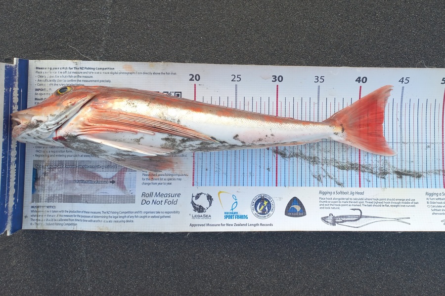 Clayton Hancock caught this 42.5cm Gurnard at manawatu coast during The Export NZ Fishing Competition