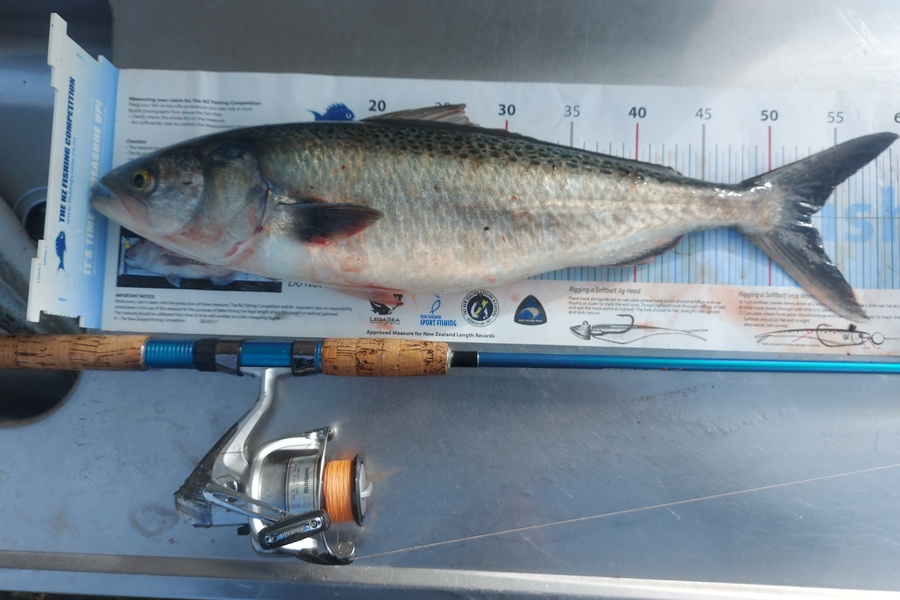 Brad Wilkie caught this 53.0cm Kahawai at Thames coaat during The Export NZ Fishing Competition