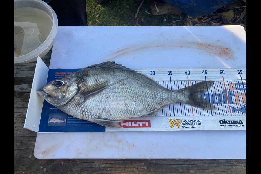 Mark Strowger caught this 42.5cm Tarakihi at Akaroa  during The Export NZ Fishing Competition