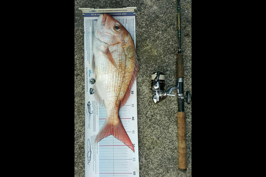 Alec  Saunders caught this 46.0cm Snapper at Waiheke during The Export NZ Fishing Competition