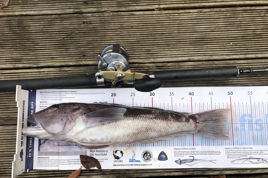 Andrew Froome caught this 48.5cm Blue Cod at Port Taranaki  during The Export NZ Fishing Competition