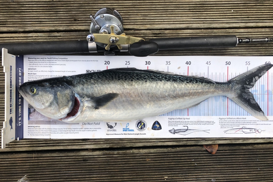 Andrew Froome caught this 55.0cm Kahawai at Port Taranaki  during The Export NZ Fishing Competition