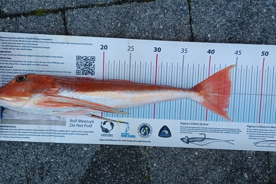 Karl Taylor caught this 44.0cm Gurnard at Manukau bar during The Export NZ Fishing Competition