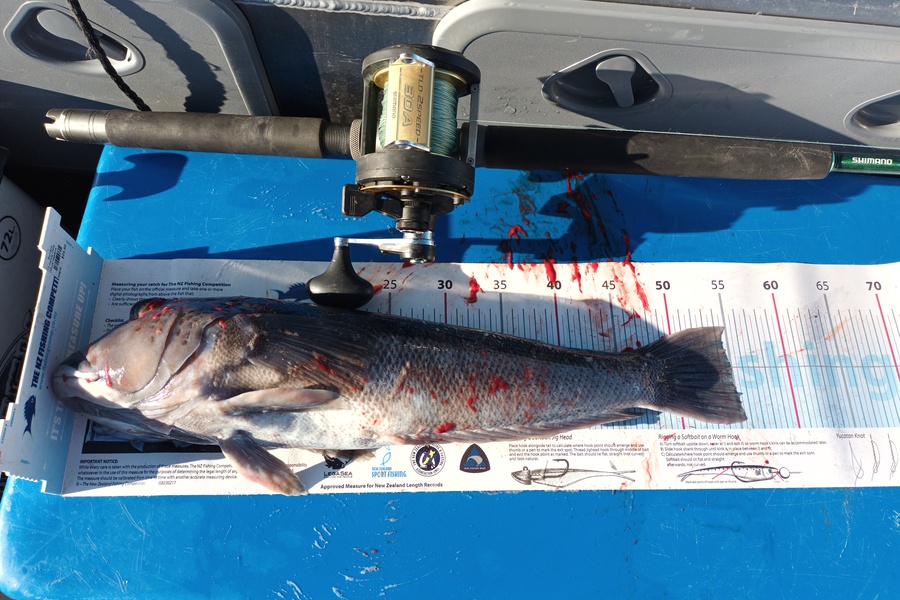 Nick Richards caught this 55.0cm Blue Cod at West Coast SI during The Export NZ Fishing Competition