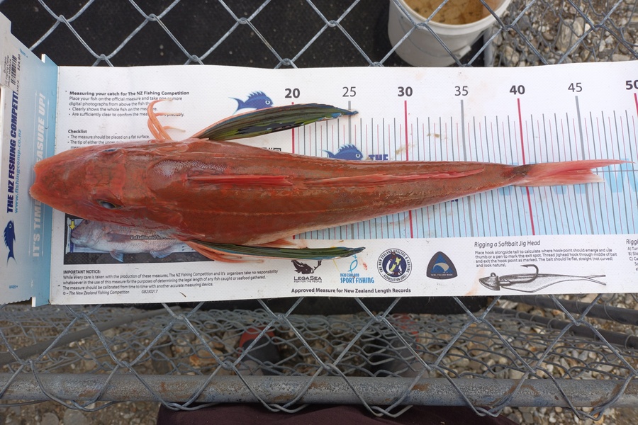 Nick Richards caught this 45.5cm Gurnard at West coast sth during The Export NZ Fishing Competition