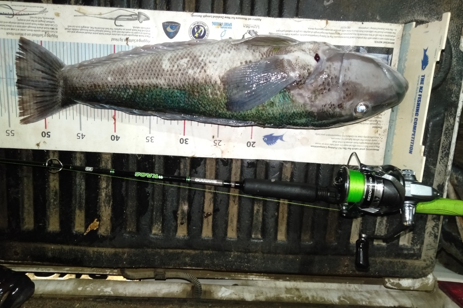 Damien Sinclair caught this 53.5cm Blue Cod at Palliser Bay during The Export NZ Fishing Competition