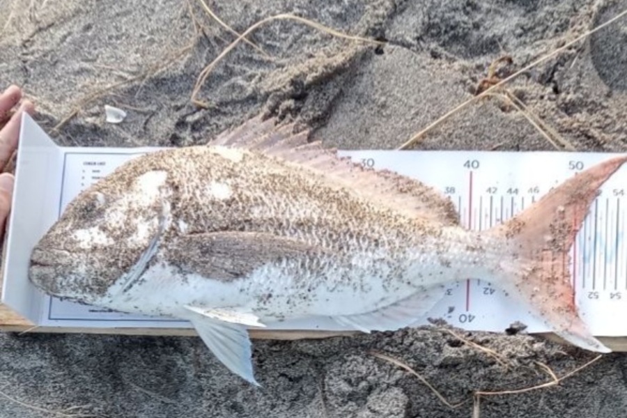 Blair Leigh caught this 49.0cm Snapper at Matata during The Export NZ Fishing Competition