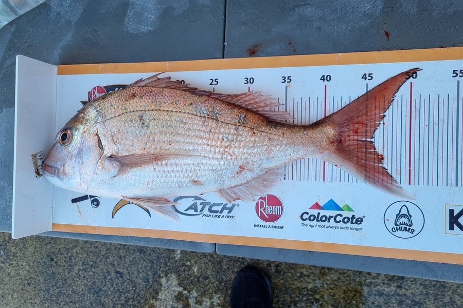 Karla  Walker caught this 45.0cm Snapper at Whakatane  during The Export NZ Fishing Competition