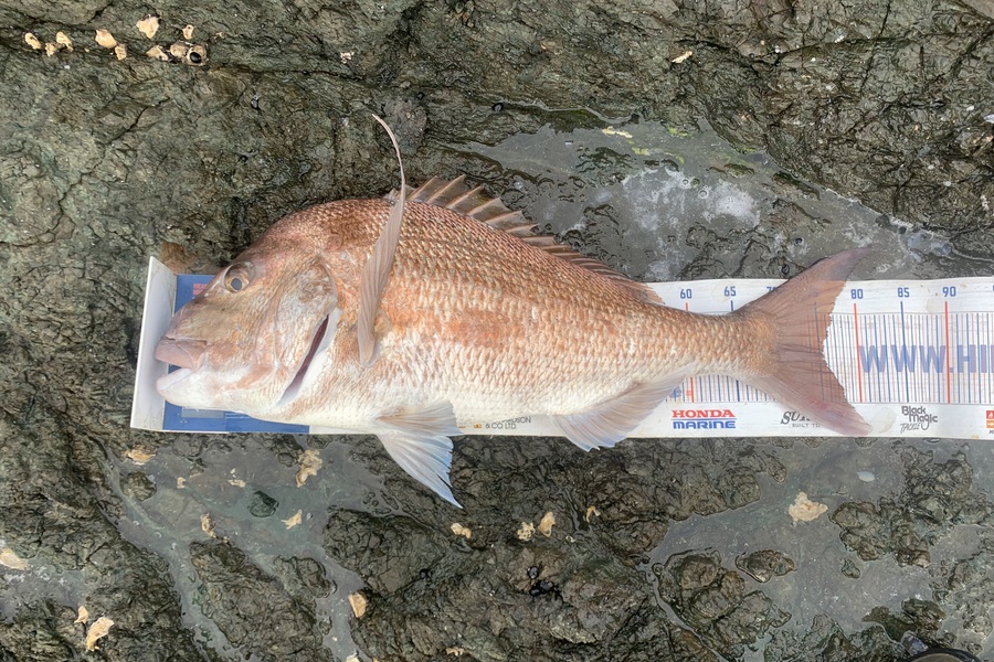 Mark Piskulic caught this 75.0cm Snapper at Far North during The Export NZ Fishing Competition