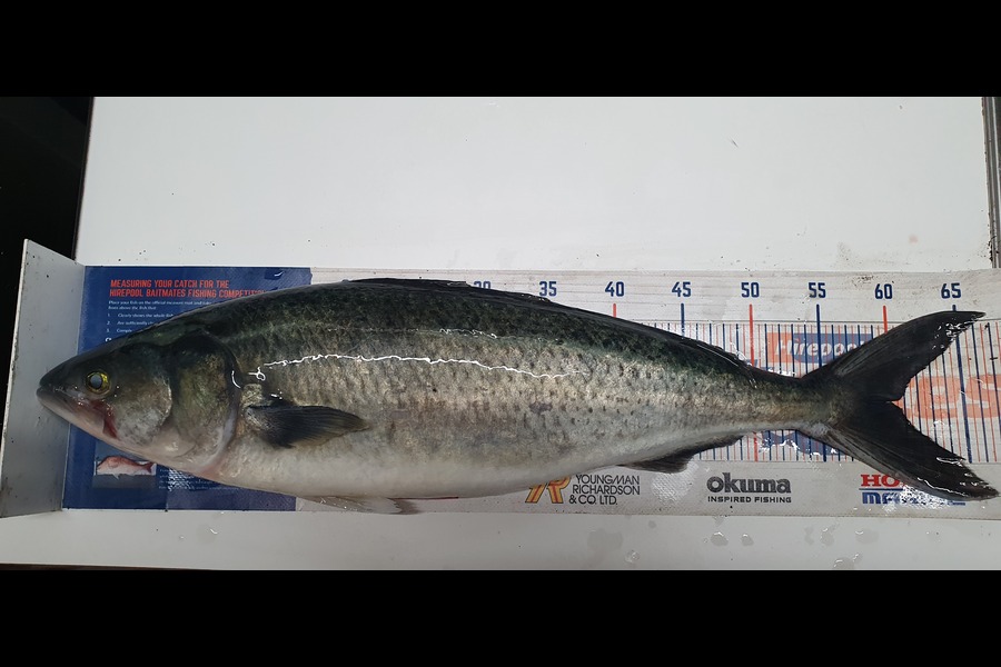 Joshua  Davis  caught this 60.0cm Kahawai at Mangawhai during The Export NZ Fishing Competition