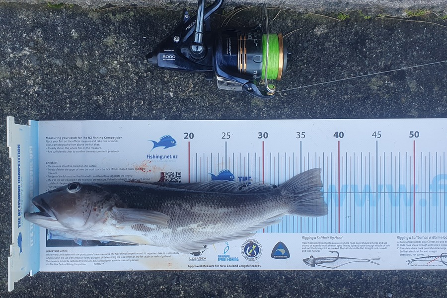 Hamish Woods caught this 37.5cm Blue Cod at Wellington during The Export NZ Fishing Competition