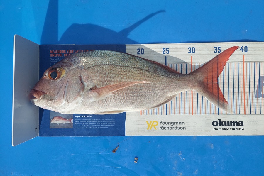Barry  Howard caught this 35.0cm Snapper at Hauraki Gulf during The Export NZ Fishing Competition