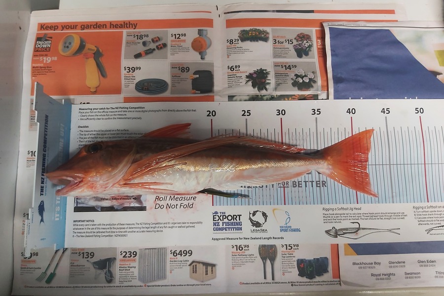 Kyle Richmond caught this 41.5cm Gurnard at South Head, Kaipara during The Export NZ Fishing Competition