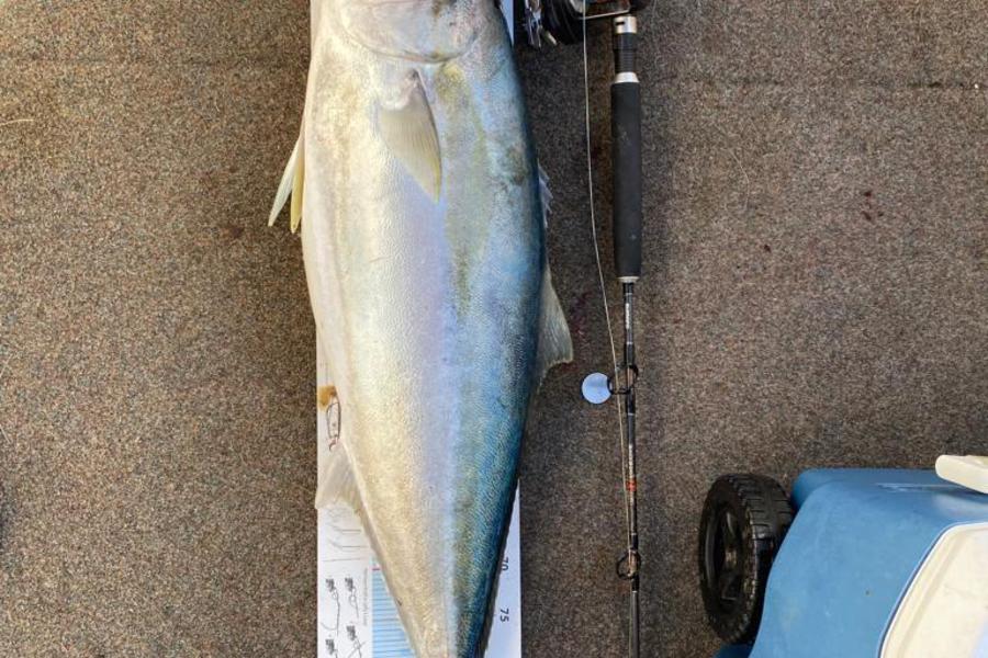 Chris  Lynch caught this 92.0cm Kingfish at Aldemans during The Export NZ Fishing Competition