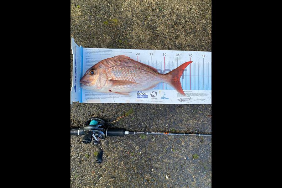 Chris  Lynch caught this 36.0cm Snapper at Aldermans during The Export NZ Fishing Competition