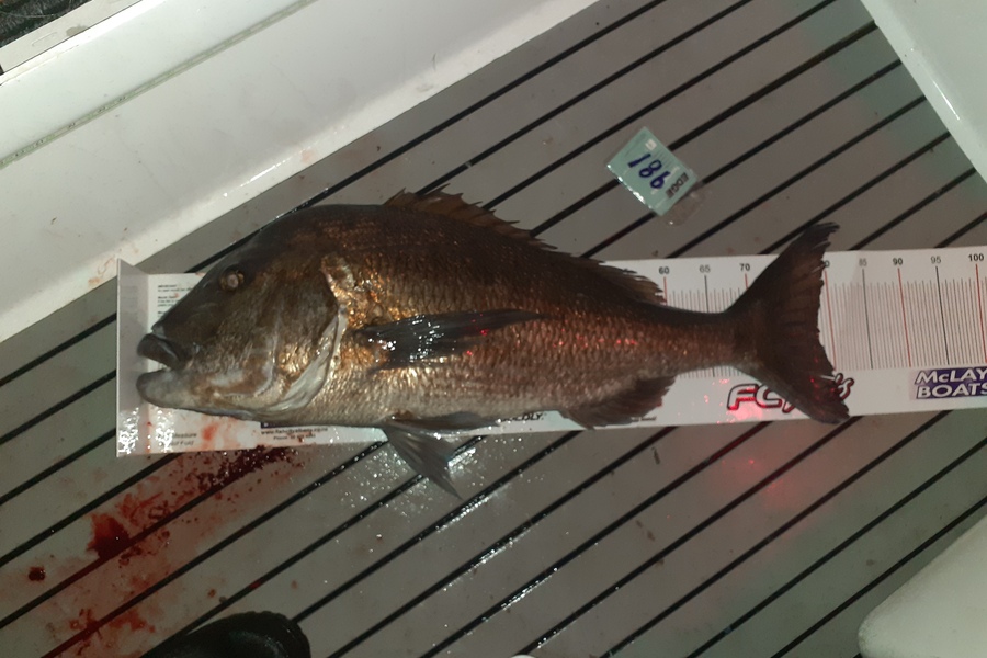 Mike Smith caught this 78.5cm Snapper at Mokohinau islands during The Export NZ Fishing Competition