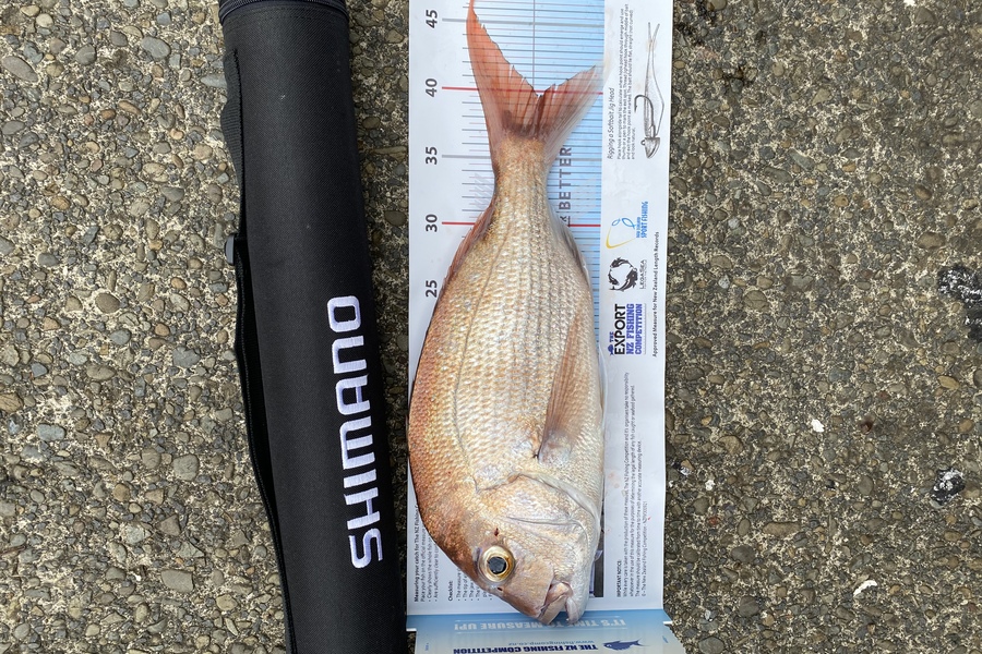 Matthew Muir caught this 39.5cm Snapper at Hauraki  during The Export NZ Fishing Competition