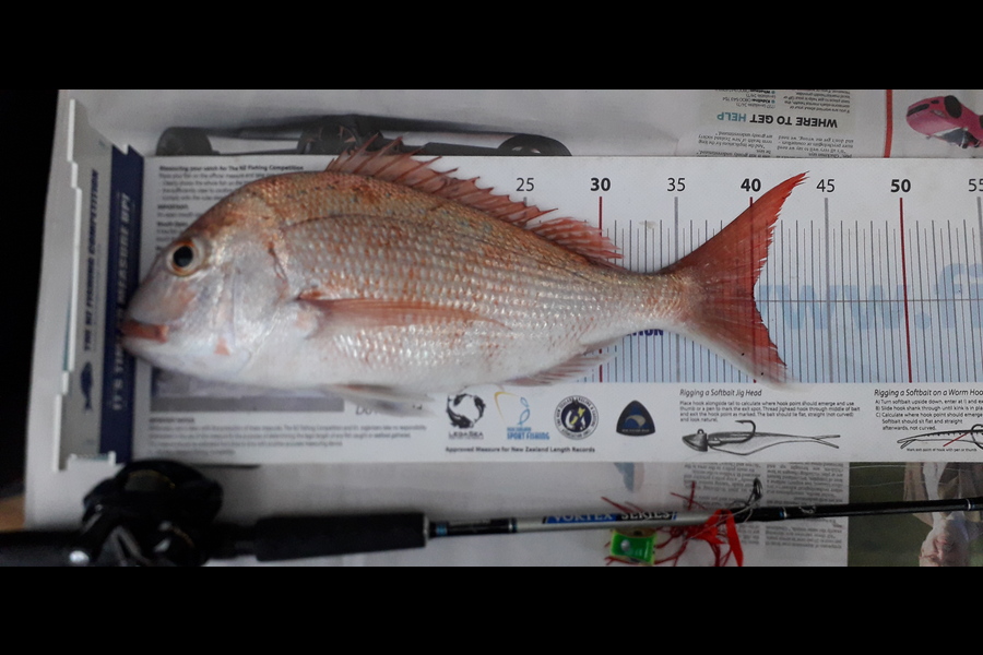 Briar Walker caught this 40.0cm Snapper at Sergeant Channel  during The Export NZ Fishing Competition