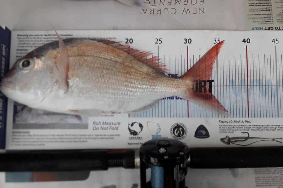 Dick Bavelaar caught this 33.5cm Snapper at Sergeant Channel  during The Export NZ Fishing Competition