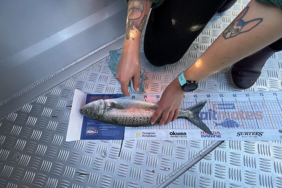 Michael Fuller-Smith caught this 45.0cm Kahawai at Tauranga  during The Export NZ Fishing Competition