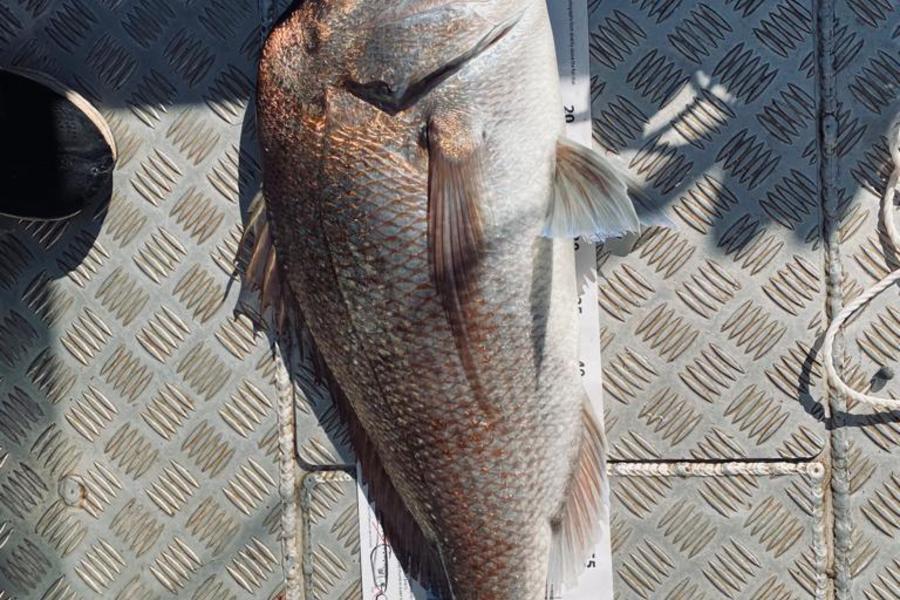 Alan Gow caught this 73.0cm Snapper at Bay of Islands during The Export NZ Fishing Competition