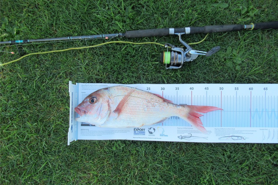 David Wilson caught this 42.0cm Snapper at Mount Maunganui during The Export NZ Fishing Competition