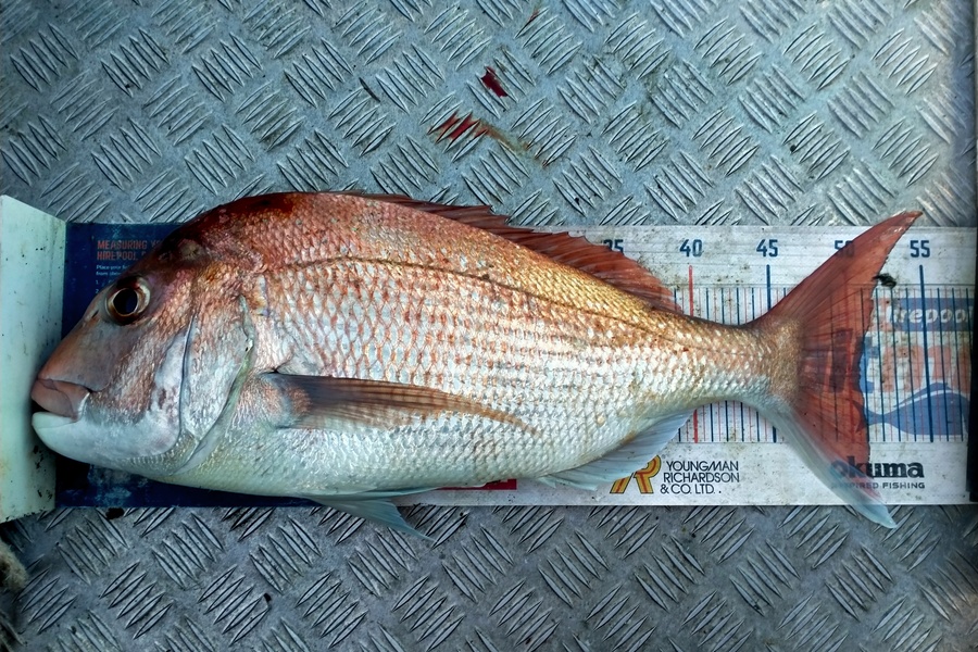 James Pike caught this 50.5cm Snapper at Kaiaua  during The Export NZ Fishing Competition