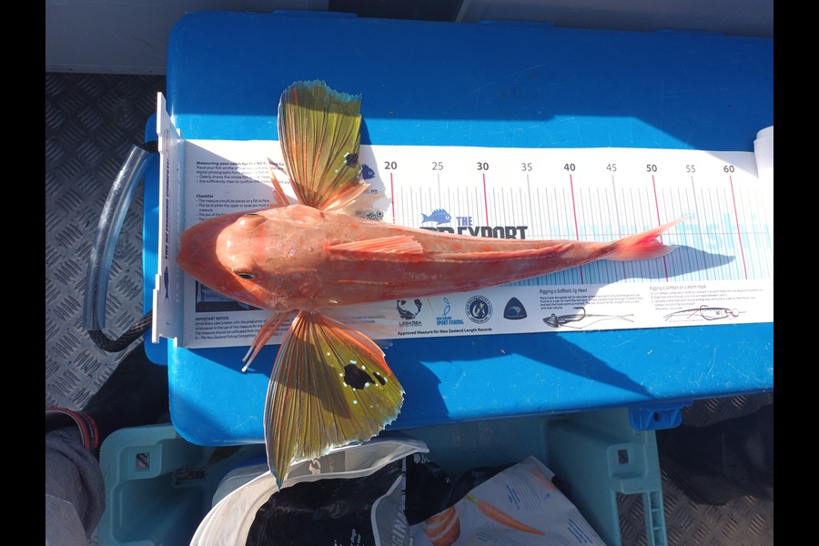Nick Richards caught this 49.0cm Gurnard at West coast sth during The Export NZ Fishing Competition