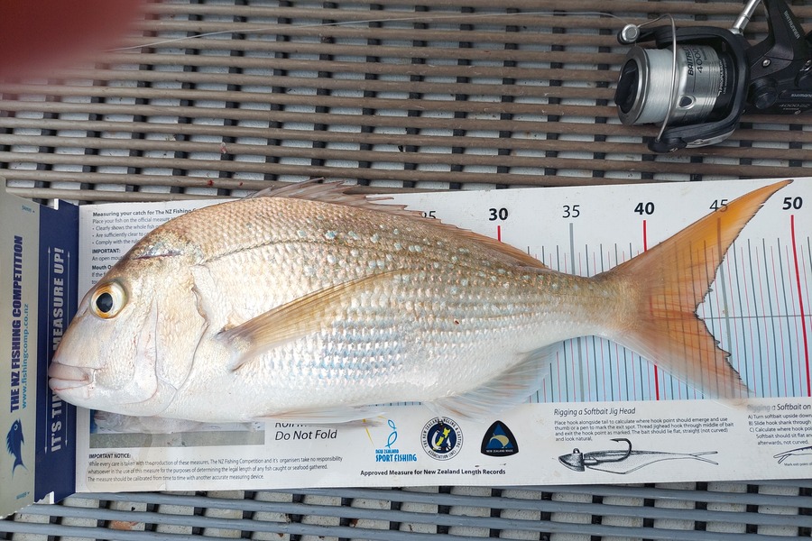 Janet Attwood caught this 42.5cm Snapper at Ngunguru during The Export NZ Fishing Competition