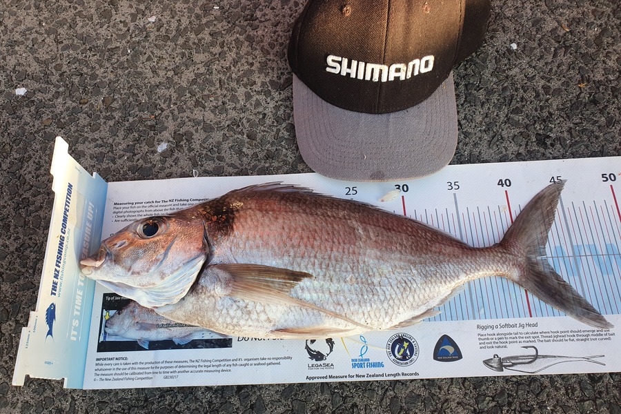 Ian Campbell caught this 42.5cm Tarakihi at Great Mercury during The Export NZ Fishing Competition