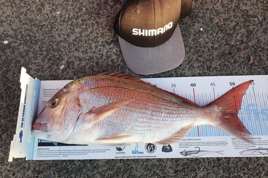 Ian Campbell caught this 50.0cm Snapper at Great Mercury during The Export NZ Fishing Competition