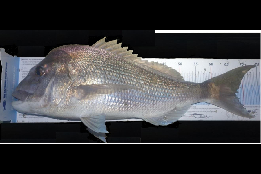 berri Schroder caught this 67.0cm Snapper at Hauraki Guld during The Export NZ Fishing Competition